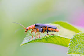 Attēlu rezultāti vaicājumam “Cantharis rustica imago”