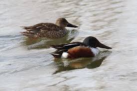 Attēlu rezultāti vaicājumam “Anas clypeata”