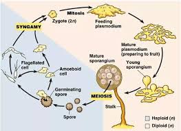 Attēlu rezultāti vaicājumam “Physarum penetrale spores”