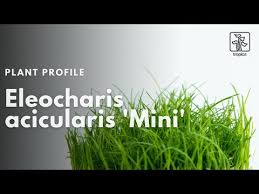 Attēlu rezultāti vaicājumam “Eleocharis acicularis”