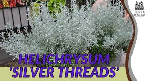 Image result for Helichrysum lindleyii