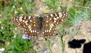 Attēlu rezultāti vaicājumam “Melitaea phoebe upperside”