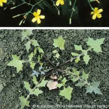 Attēlu rezultāti vaicājumam “Mycelis muralis”