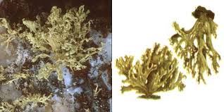 Attēlu rezultāti vaicājumam “Ramalina pollinaria”
