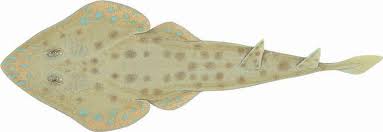 Image result for Pseudobatos lentiginosus