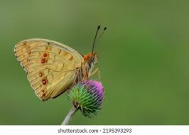 Attēlu rezultāti vaicājumam “Argynnis adippe underside”