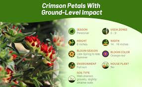 Image result for Anthyllis vulneraria rubra