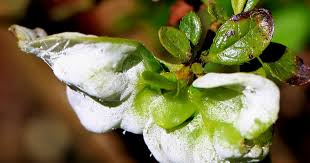 Attēlu rezultāti vaicājumam “Exobasidium vaccinii”