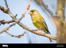 Attēlu rezultāti vaicājumam “Chloris chloris male”
