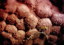 Attēlu rezultāti vaicājumam “Tubifera magna”