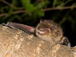 Attēlu rezultāti vaicājumam “Eptesicus serotinus”