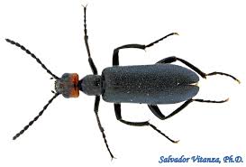 Attēlu rezultāti vaicājumam “Meloidae”