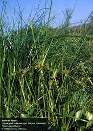 Attēlu rezultāti vaicājumam “Physarum obscurum sessile”