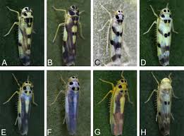 Attēlu rezultāti vaicājumam “Eupteryx vittata”
