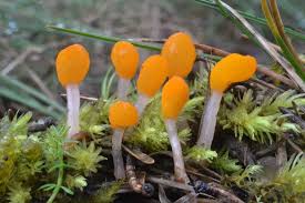 Attēlu rezultāti vaicājumam “Mitrula paludosa”