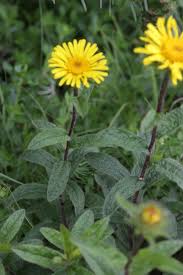 Image result for Inula hirta