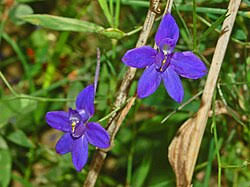 Attēlu rezultāti vaicājumam “Consolida regalis leaf”