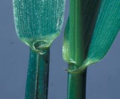 Attēlu rezultāti vaicājumam “Elytrigia repens subsp. arenosa”