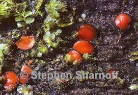 Attēlu rezultāti vaicājumam “Scutellinia scutellata”