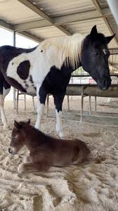 Image result for Carman Stables Archery