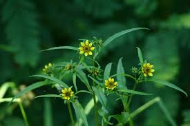 Attēlu rezultāti vaicājumam “Bidens cernua”