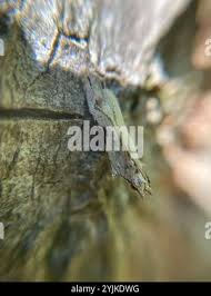 Attēlu rezultāti vaicājumam “Hypatima rhomboidella”