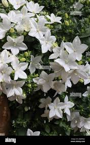 Image result for Campanula isophylla