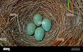 Attēlu rezultāti vaicājumam “Turdus merula eggs”