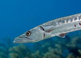 Image result for Sphyraena barracuda