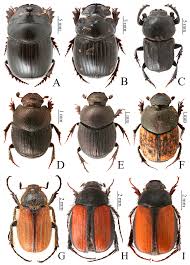 Attēlu rezultāti vaicājumam “Aphodius sp. imago”