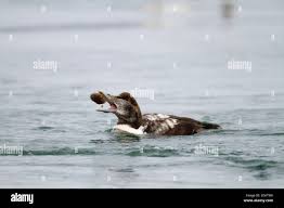 Attēlu rezultāti vaicājumam “Somateria mollissima juvenile”