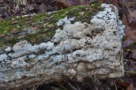 Attēlu rezultāti vaicājumam “Oxyporus”