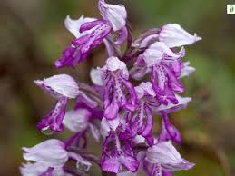 Attēlu rezultāti vaicājumam “Orchis militaris flower”