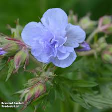 Image result for Geranium pratense