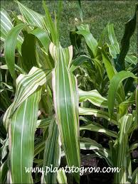 Attēlu rezultāti vaicājumam “Zea mays leaf”