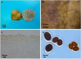 Attēlu rezultāti vaicājumam “Enteridium variabile macro”