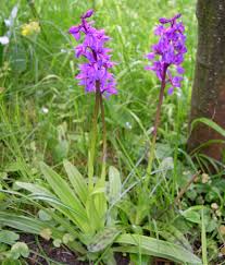 Attēlu rezultāti vaicājumam “Orchis mascula bud”