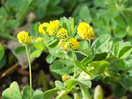 Attēlu rezultāti vaicājumam “Medicago lupulina”