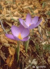 Attēlu rezultāti vaicājumam “Crocus vernus subsp. vernus flower”