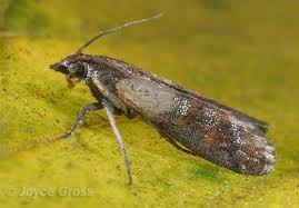 Attēlu rezultāti vaicājumam “Plodia interpunctella”