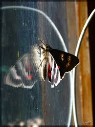 Attēlu rezultāti vaicājumam “Catocala nupta”