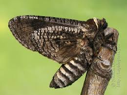 Attēlu rezultāti vaicājumam “Cossus cossus”