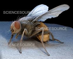 Attēlu rezultāti vaicājumam “Musca domestica”