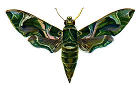 Image result for hawk moth