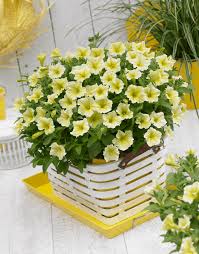 Image result for Petunia
