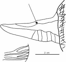 Attēlu rezultāti vaicājumam “Leptoporus mollis”