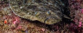 Image result for Pseudopleuronectes americanus