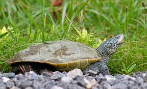 Image result for Malaclemys terrapin