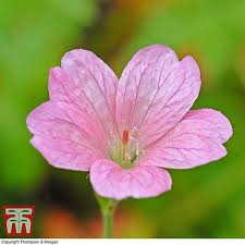 Attēlu rezultāti vaicājumam “Geranium palustre fruit”