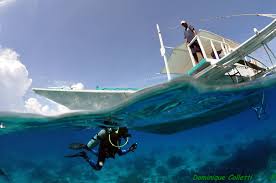 Image result for Seaquest Divers